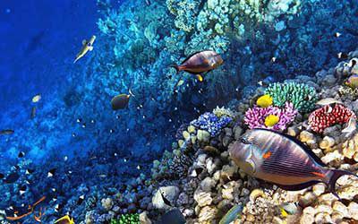 صخره‌های مرجانی بزرگ، استرالیا